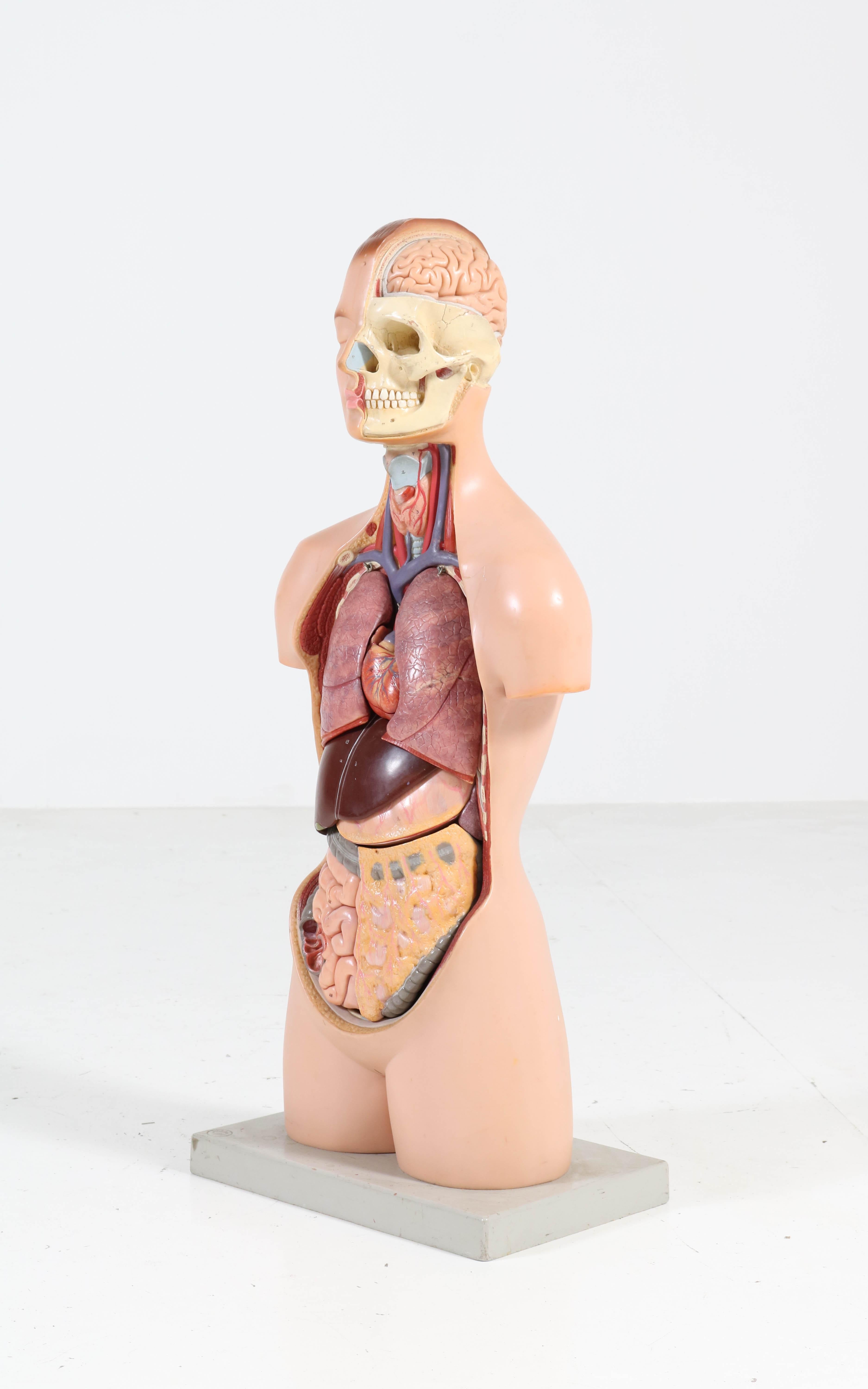 middle body anatomy