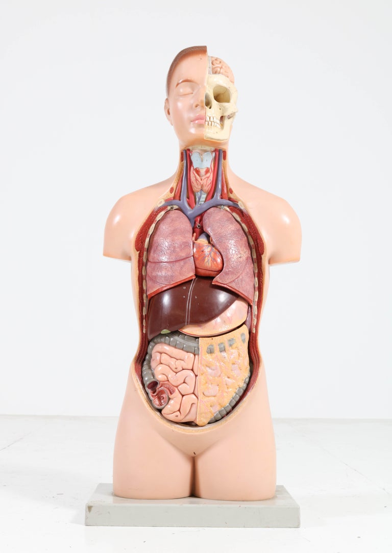 German Mid Century Modern Anatomical Male Torso By Marcus Sommer For Somso For Sale At 1stdibs