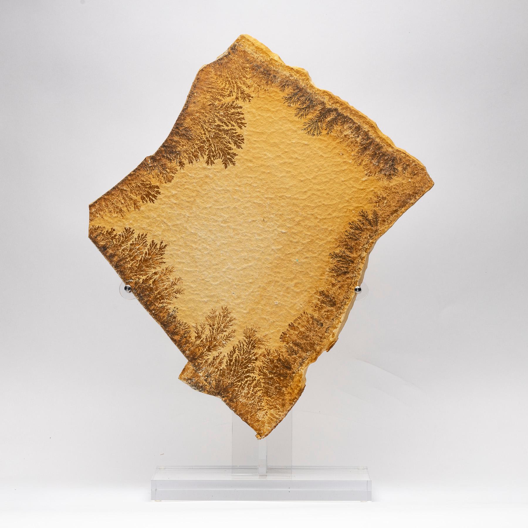 Natural Dendrite from Germany mounted in a custom acrylic base.

Many people confuse dendrites with fossils because or their appearance but they are actually crystals. A crystal dendrite is a crystal that develops with a typical multi-branching
