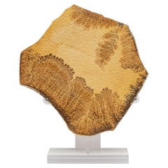 German Natural Dendrite Crystals Mounted in a Custom Acrylic Base