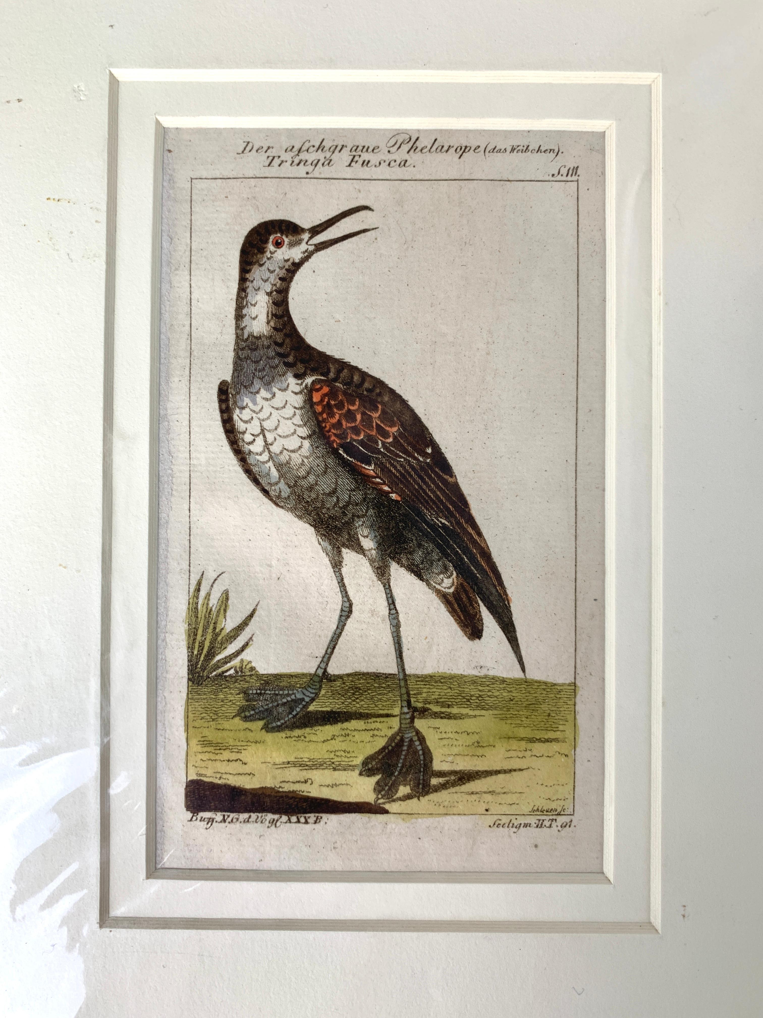 These are small, gem-like, individual bird scenes.
They are beautifully drawn, detailed prints of hand-colored copperplate engravings from one of the most important ornithological works of the 18th century. 
These hand-colored engravings were