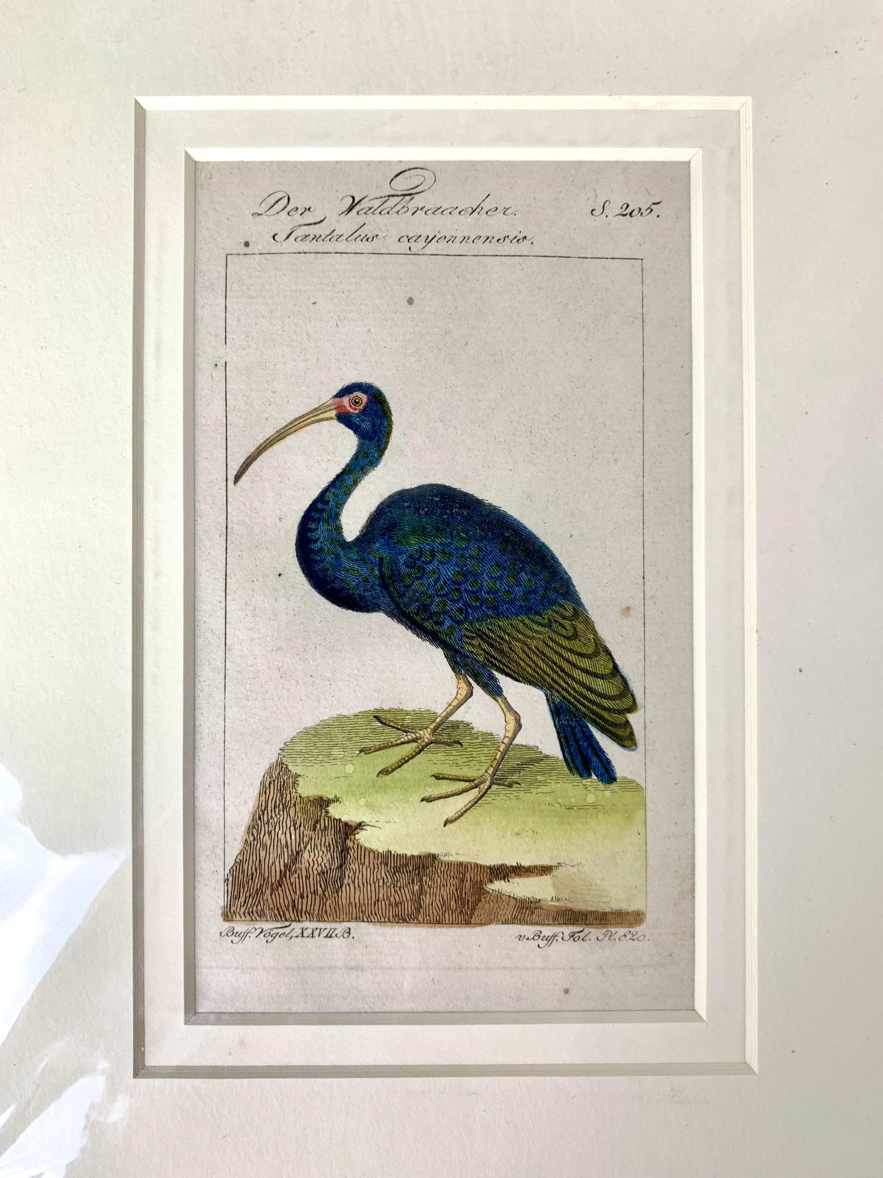 Louis XVI German Prints Birds Series Ornithological Engravings Martinet-Buffon C-1790 '2'