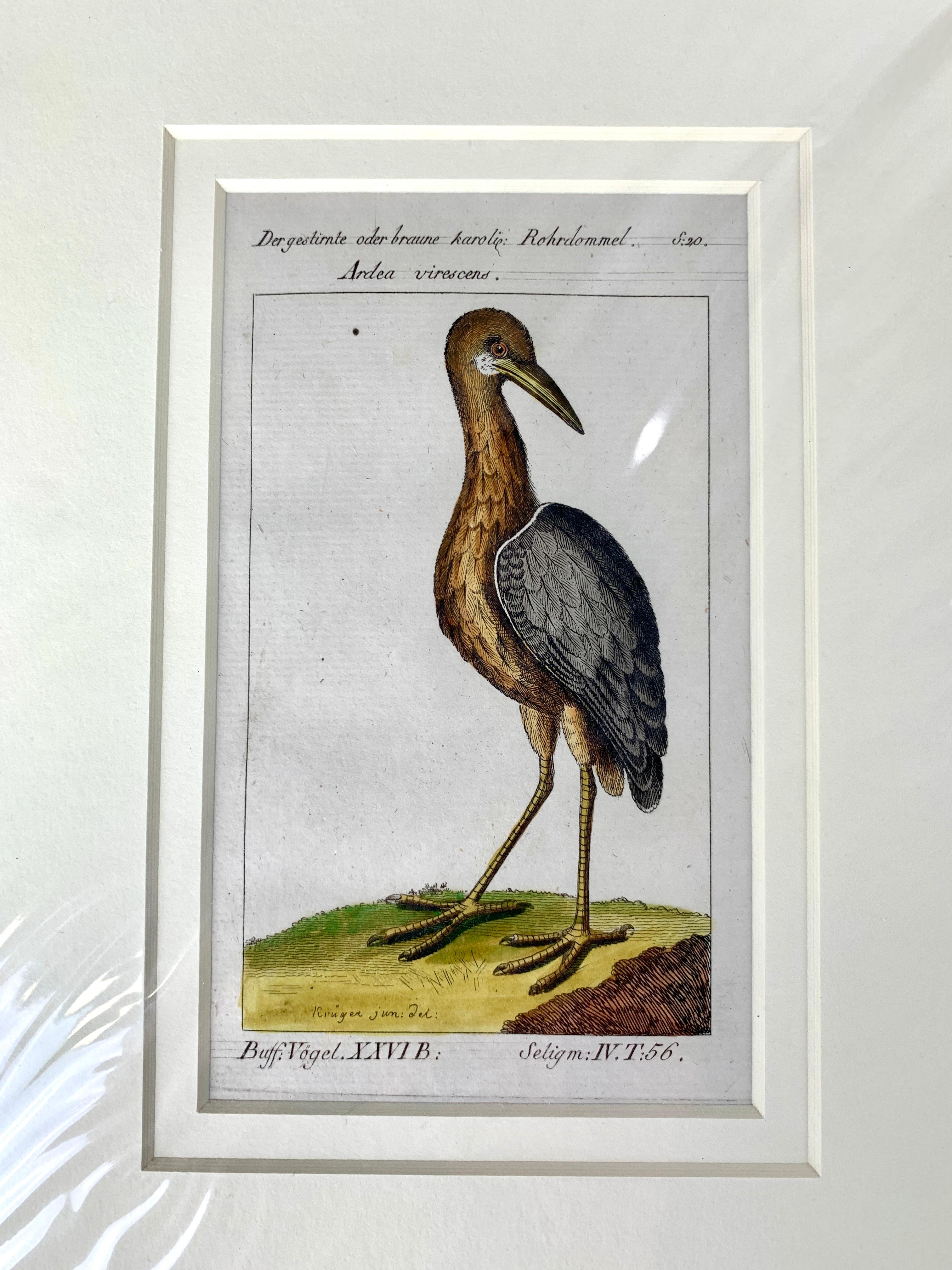 Deutsche Drucke Vögel Serie Ornithologische Gravuren Martinet-Buffon C-1790 '2' im Zustand „Hervorragend“ in Katonah, NY