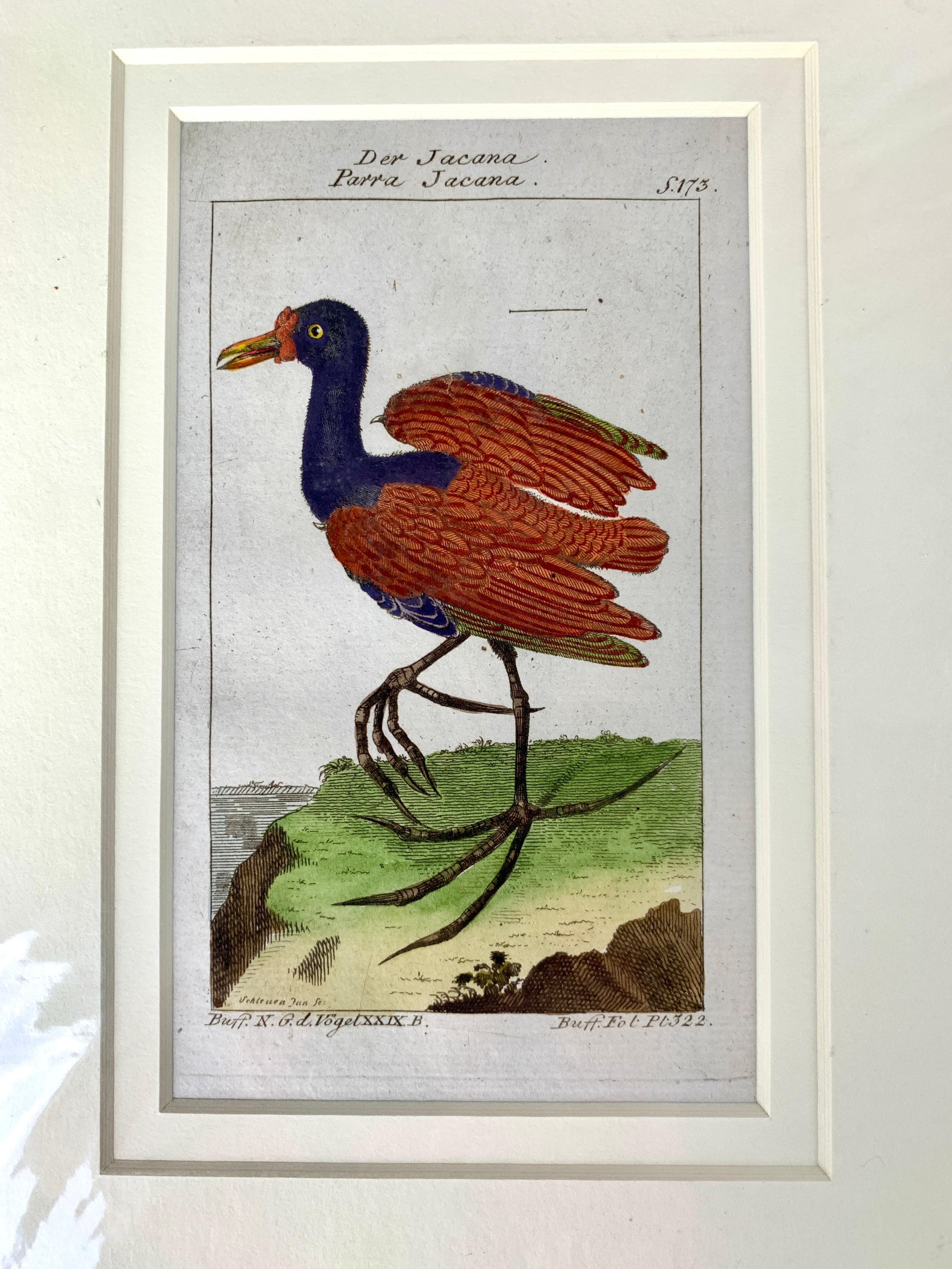 Impressions allemandes oiseaux Série de gravures ornithologiques Martinet-Buffon C-1790 '2' Excellent état à Katonah, NY