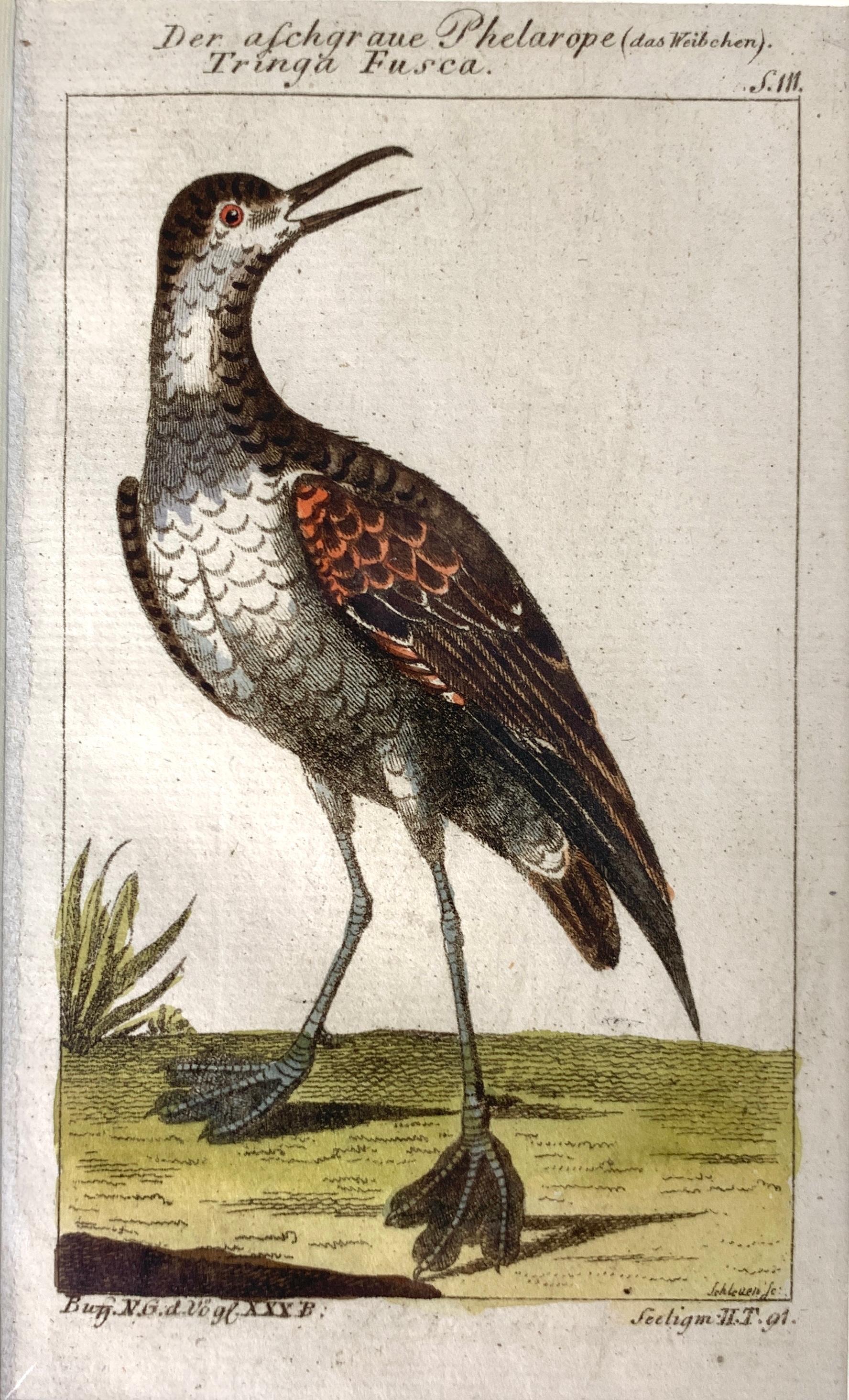 XVIIIe siècle Impressions allemandes oiseaux Série de gravures ornithologiques Martinet-Buffon C-1790 '2'