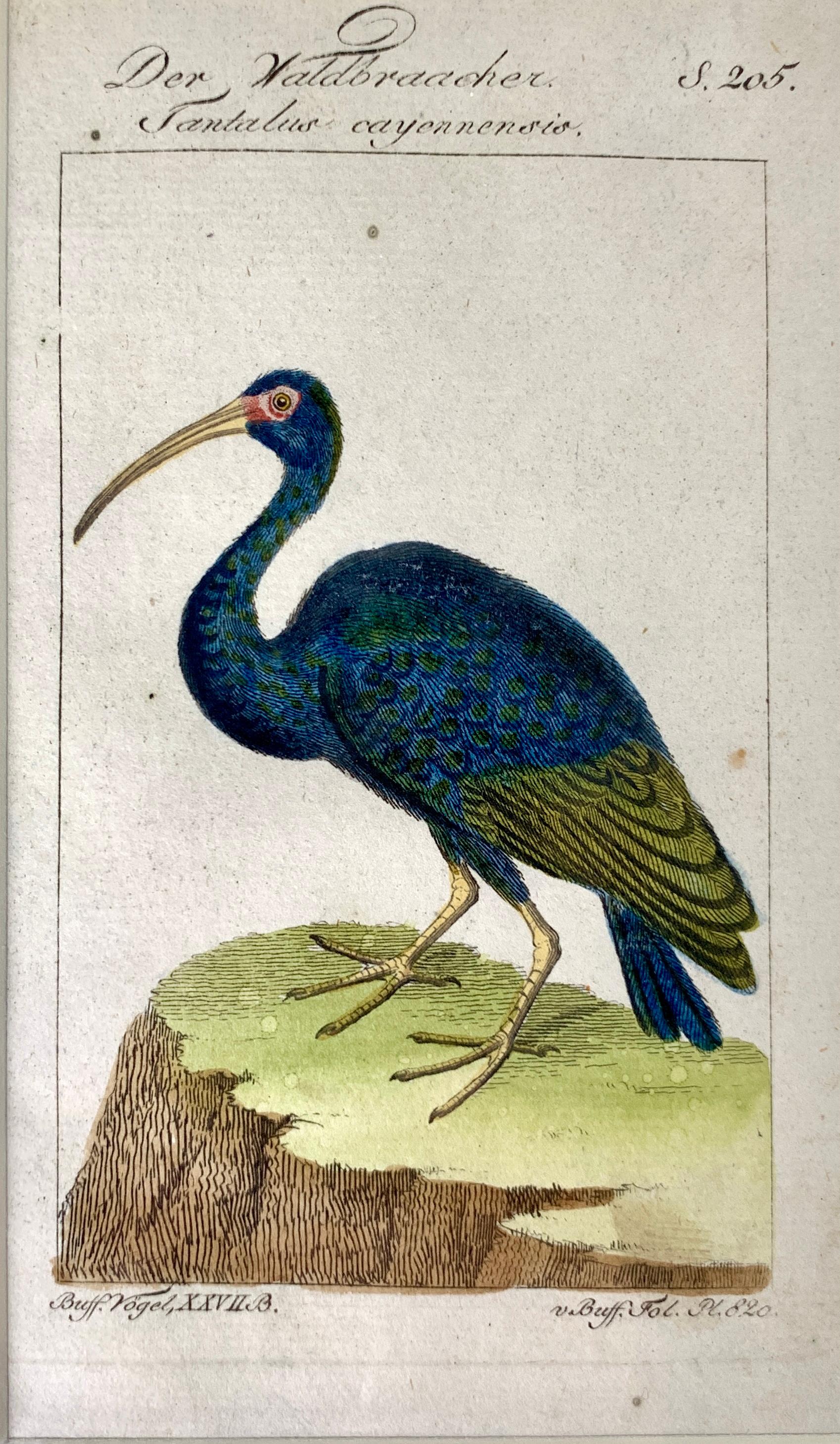 Deutsche Drucke Vögel Serie Ornithologische Gravuren Martinet-Buffon C-1790 '2' 1