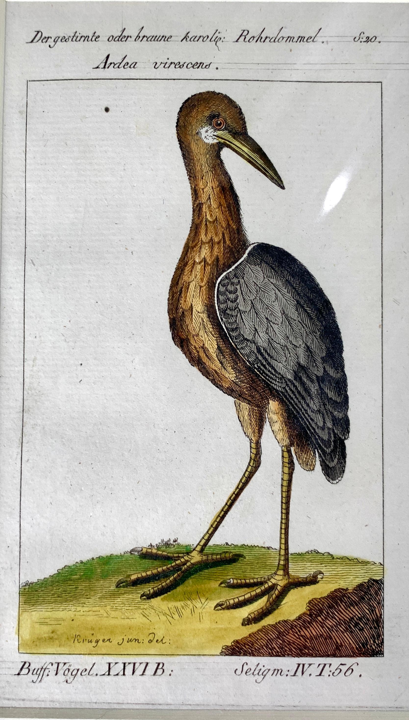 Impressions allemandes oiseaux Série de gravures ornithologiques Martinet-Buffon C-1790 '2' 1