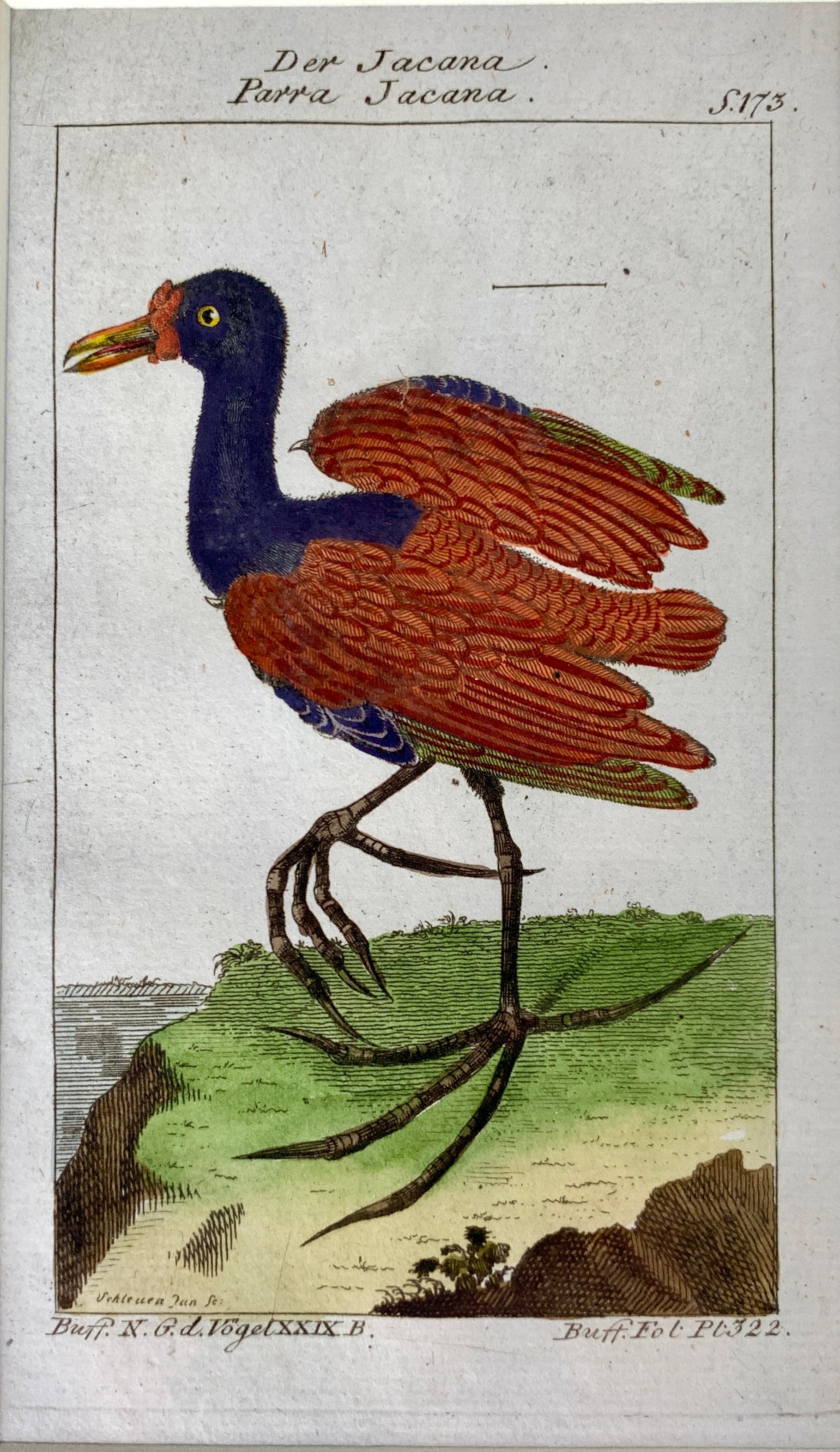 Deutsche Drucke Vögel Serie Ornithologische Gravuren Martinet-Buffon C-1790 '2' 3