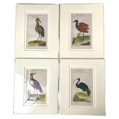 Impressions allemandes oiseaux Série de gravures ornithologiques Martinet-Buffon C-1790 '2'