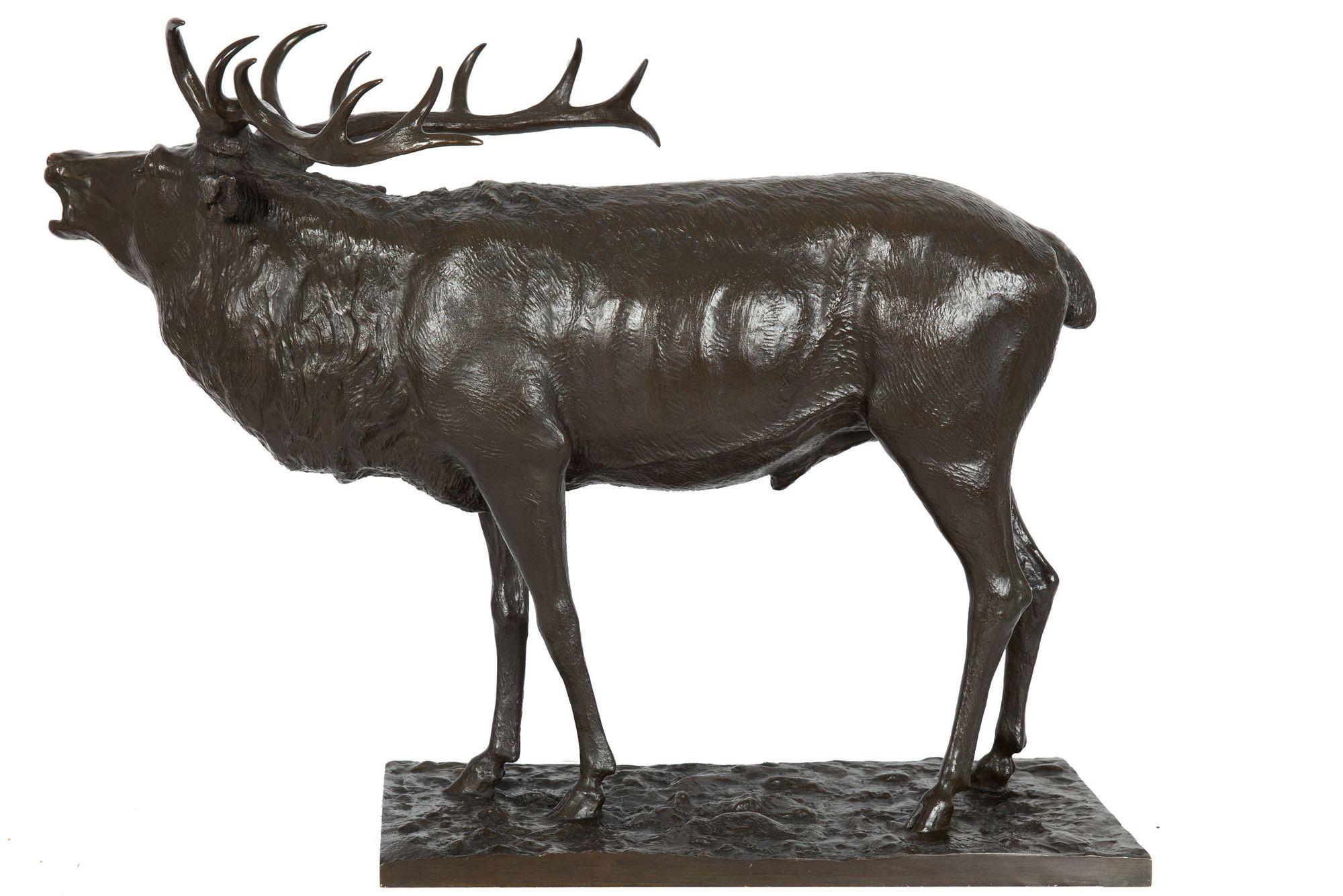 A very powerful animalier model of a Barking Elk from the turn of the century, it features a full-grown male elk raising his head to release his powerful call. The scale of the piece does not instantly convey from a scan of the dimensions, but it is