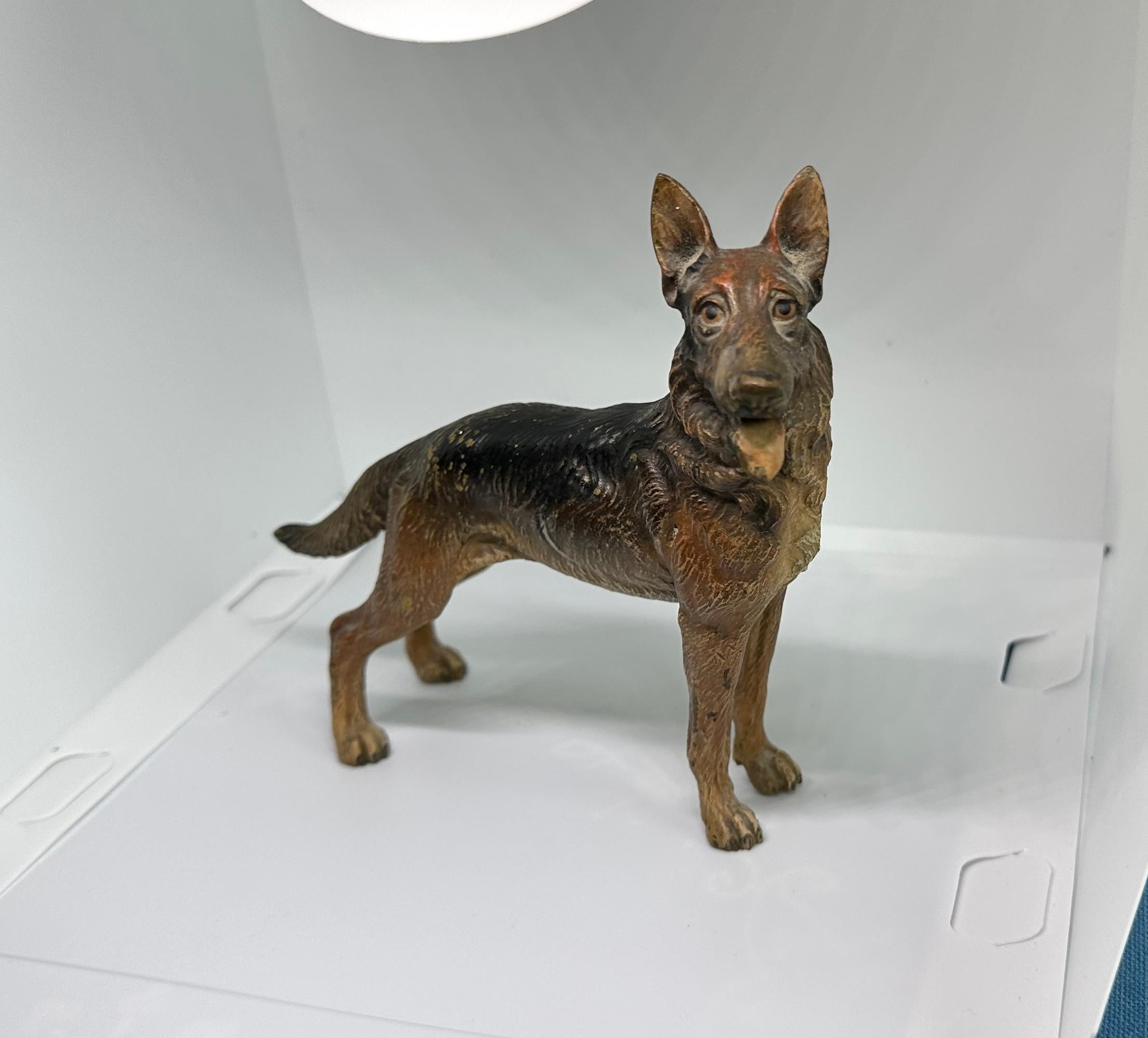 DIES IST EINE HERVORRAGENDE ANTIKE ÖSTERREICHISCHE WIENER BRONZE VON EINEM GROSSEN DEUTSCHEN SCHÄFERHUND.  DIE WUNDERBARE MODELLIERUNG UND BEMALUNG DIESES GROSSEN, 6 1/2 ZOLL LANGEN HUNDES IST VON HÖCHSTER QUALITÄT.
Diese wunderbare antike