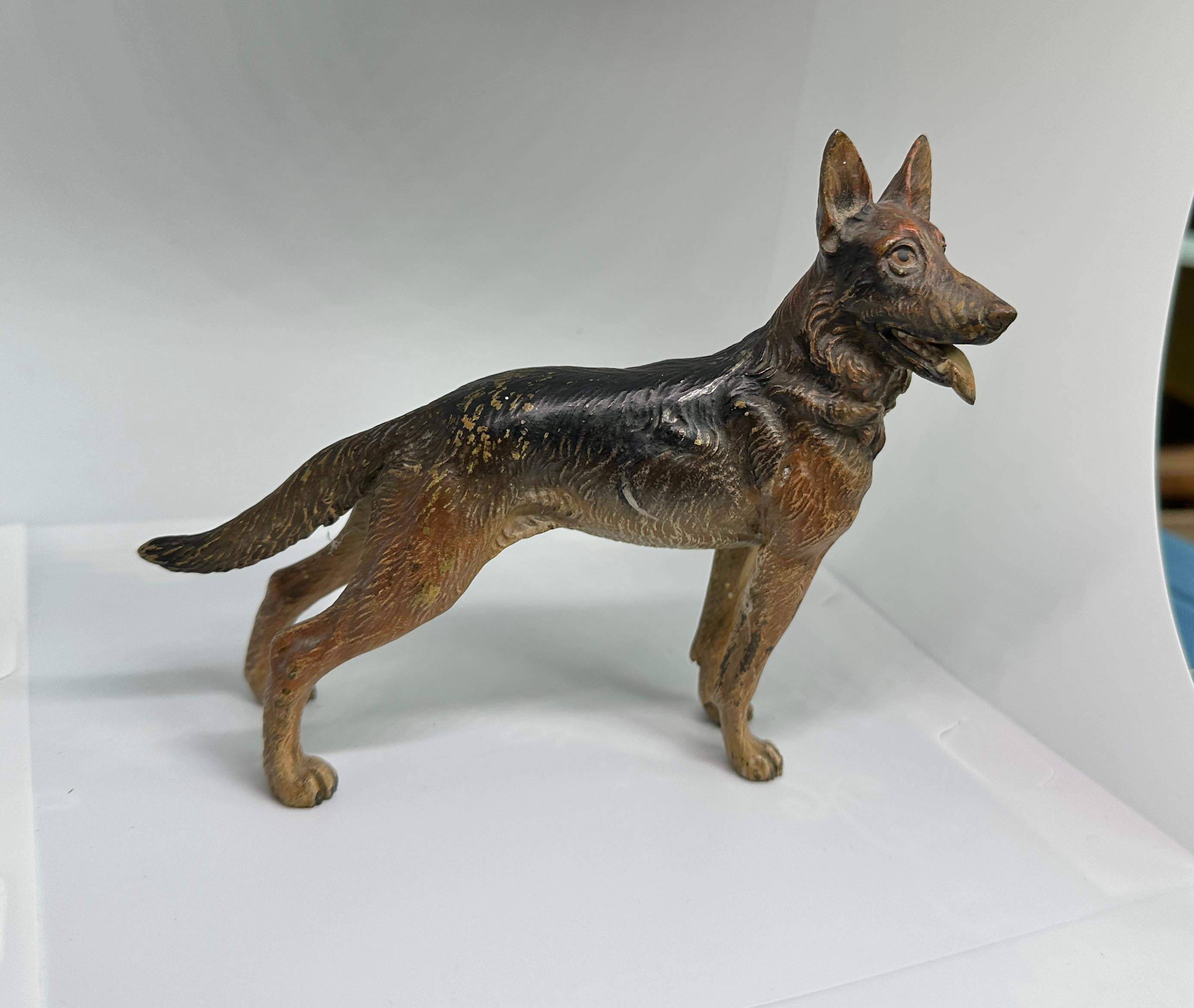 Deutscher Schäferhund Österreicher Vienna Bronze Circa 1900 6,5 Zoll Österreich Bronze (Gilded Age) im Angebot