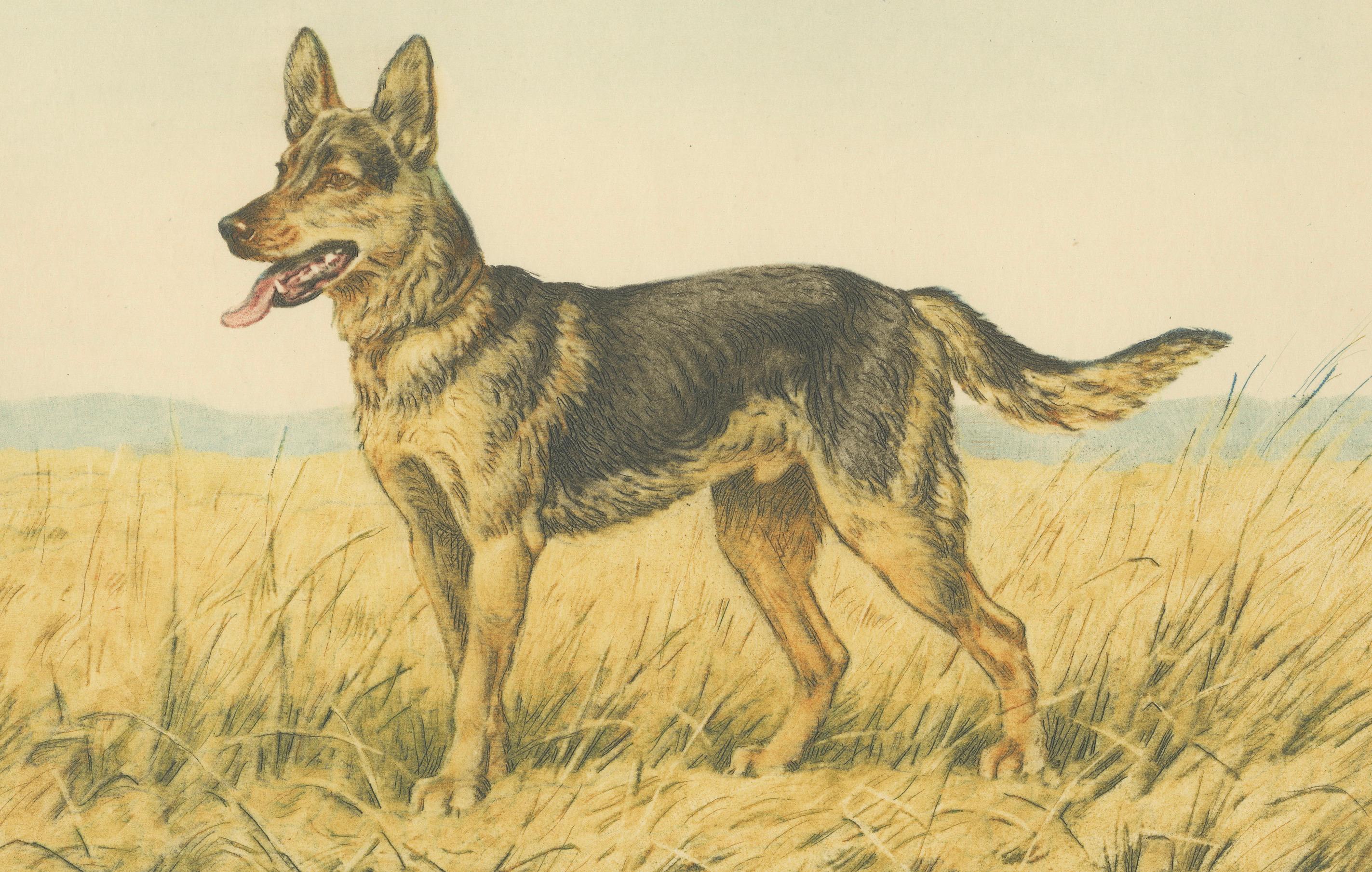 Mid-20th Century German Shepherd in a Scenic Meadow – Hand-Colored Aquatint by Paul Wood, 1935 For Sale