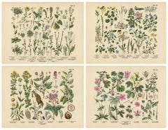 German Wildflower Botanical Plates, Chromolithographs, Stuttgart circa 1890