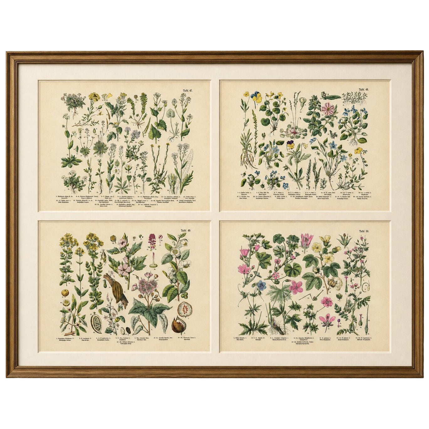 German Wildflower Botanical Plates, Chromolithographs, Stuttgart circa 1890
