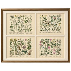 German Wildflower Botanical Plates, Chromolithographs, Stuttgart circa 1890
