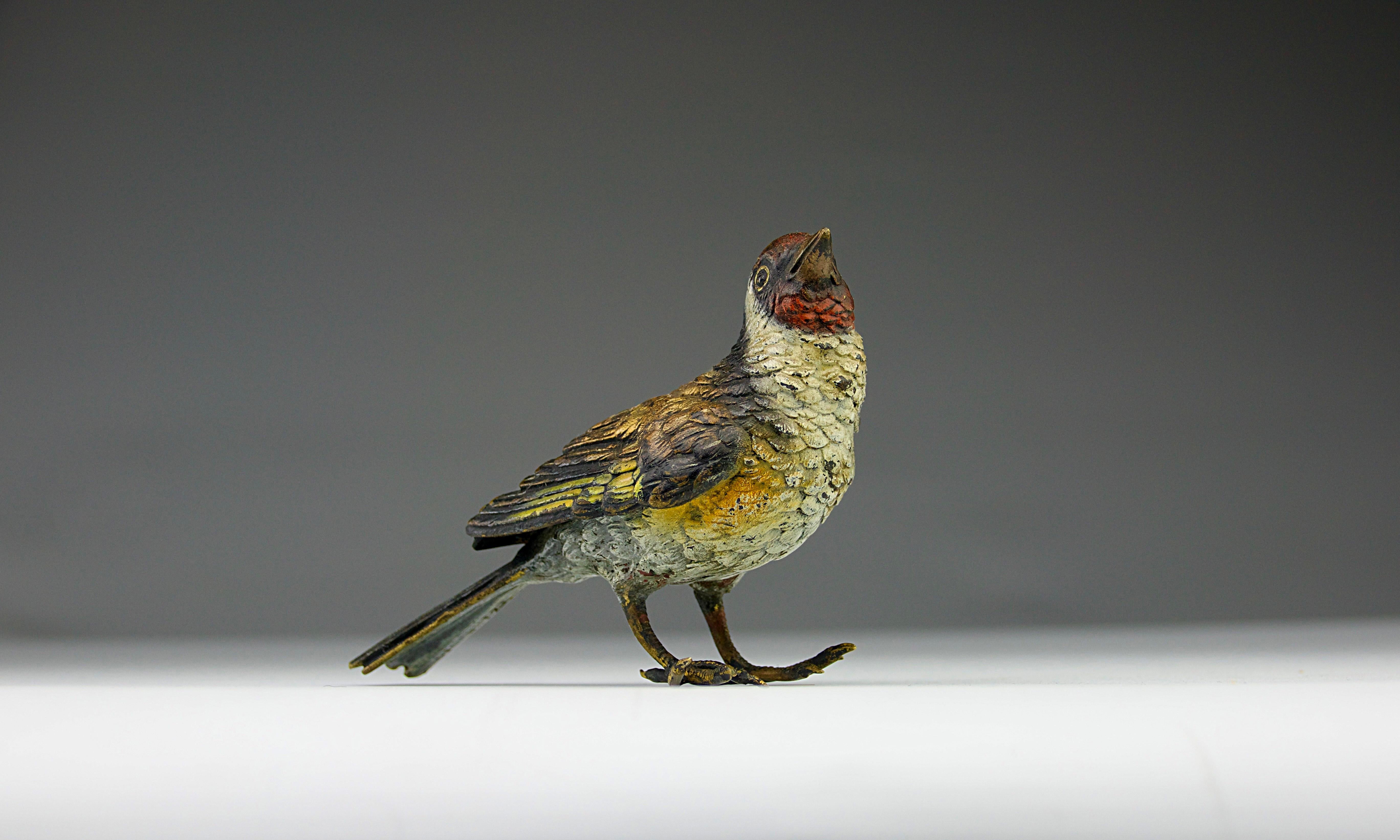 Superb red robin Vienna bronze with beautiful polychrome colours, Austria 19th century. Stamped Geschützt.

In good condition.

Dimensions in cm ( H x L x l ) : 7 x 11 x 4

Secure shipping.