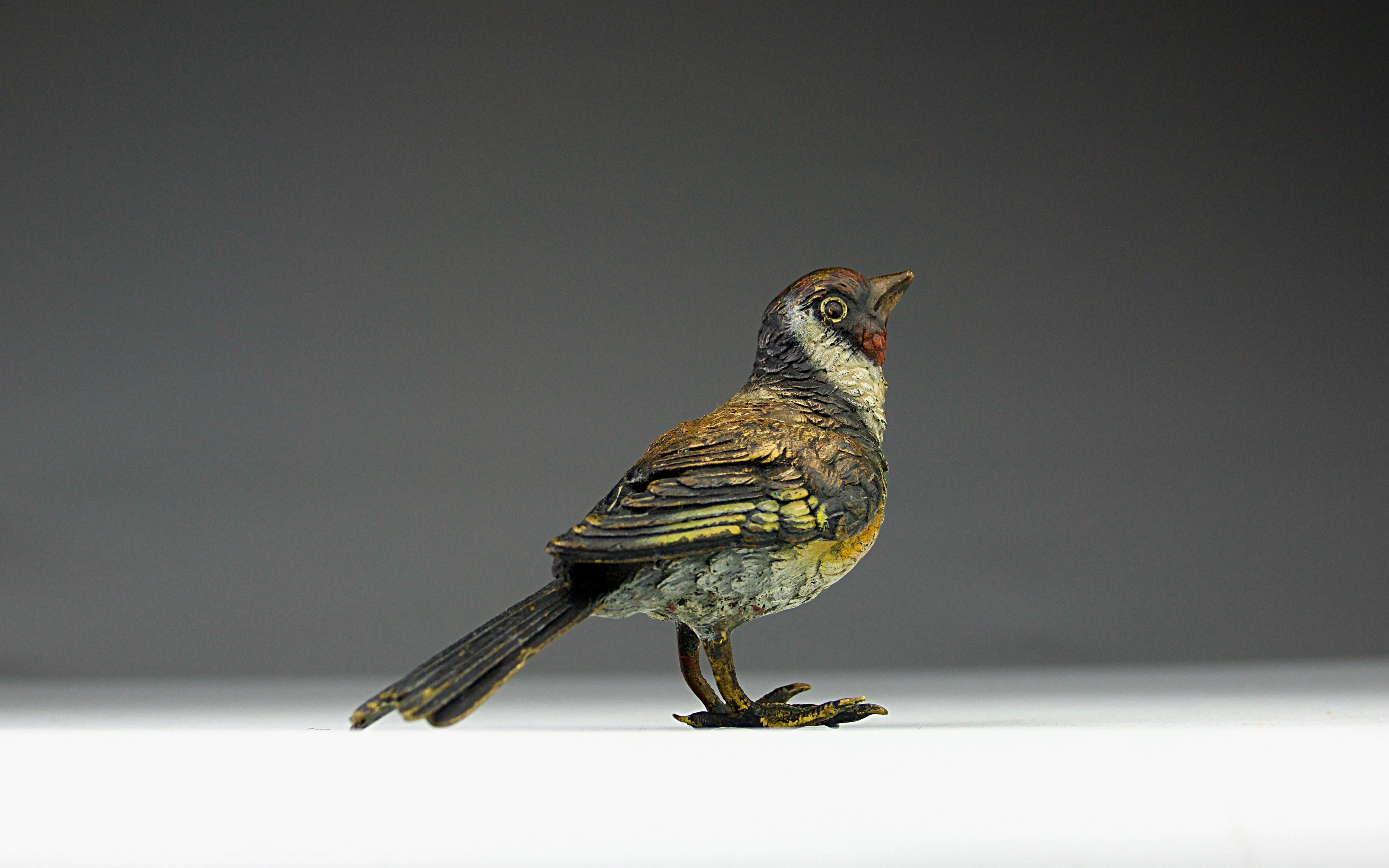 Polychromed Vienna Bronze, Red Robin, Austria Late-1800s For Sale