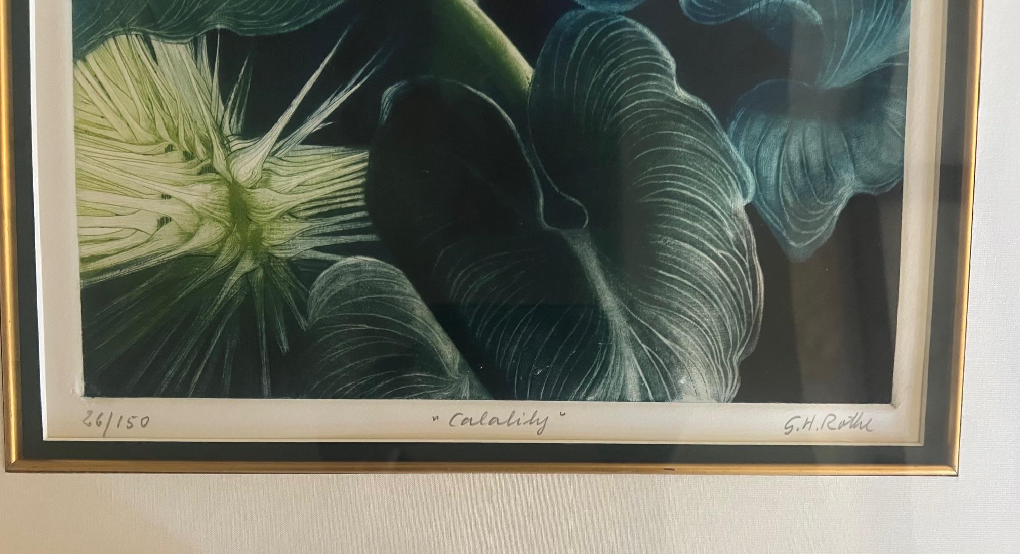Signé Mezzotint par G.H. Rothe, intitulé Calalily en vente 2