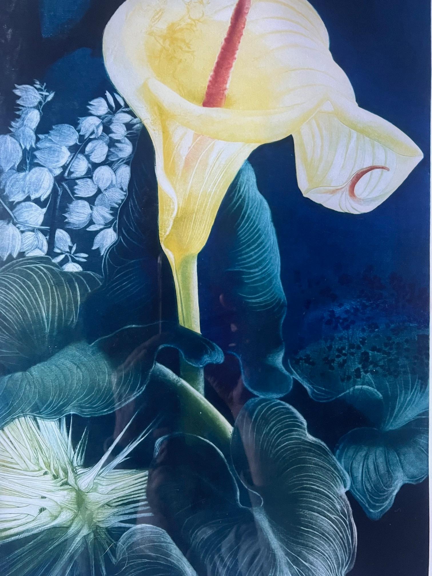 Signé Mezzotint par G.H. Rothe, intitulé Calalily en vente 4