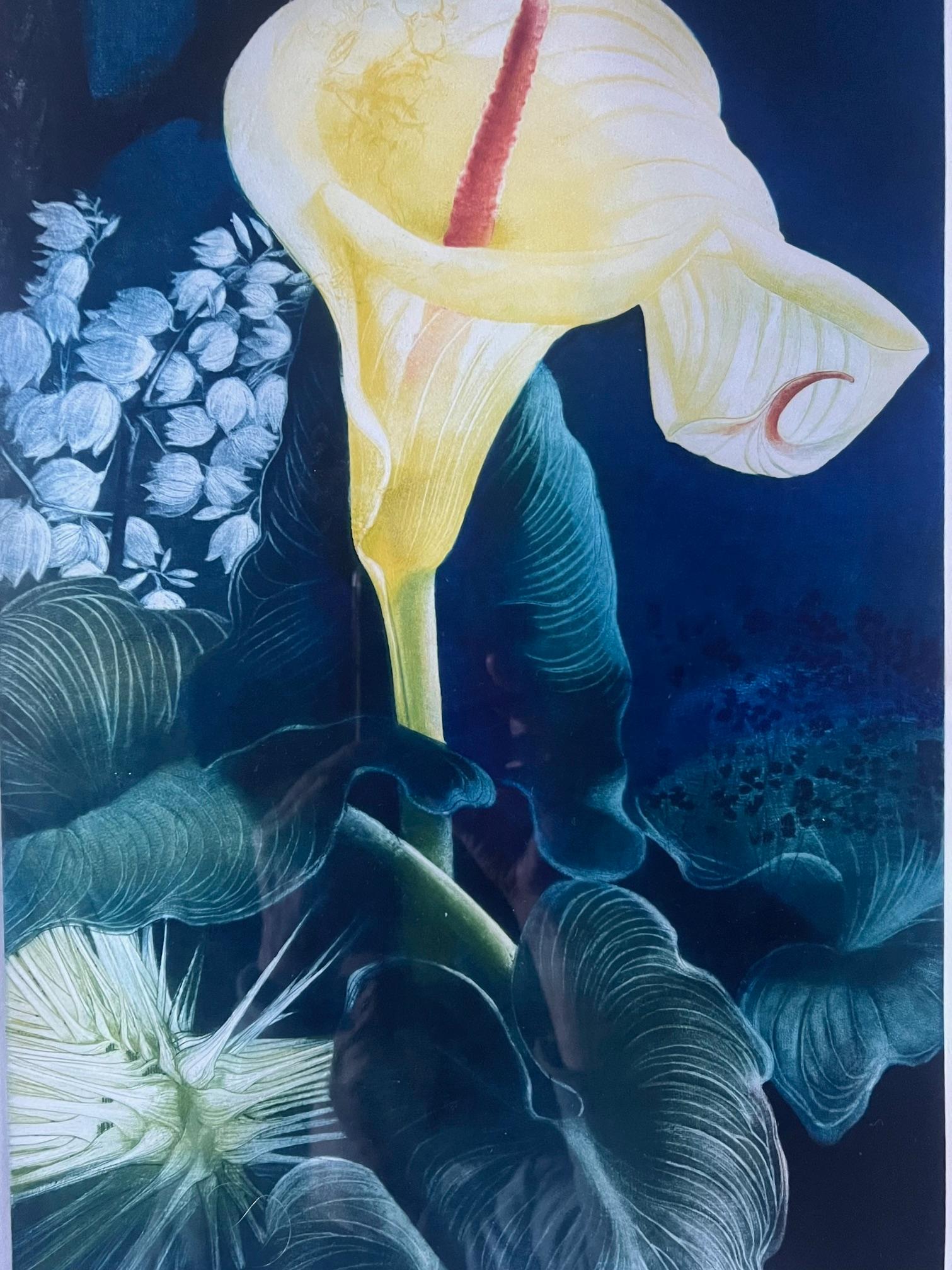 Signé Mezzotint par G.H. Rothe, intitulé Calalily en vente 5