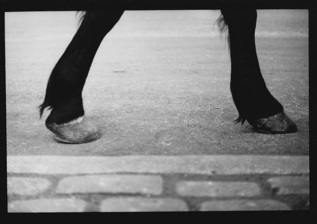 Giacomo Brunelli Black and White Photograph - Untitled #10 (Horse Central Park) from New York - Black and White, Street Photo