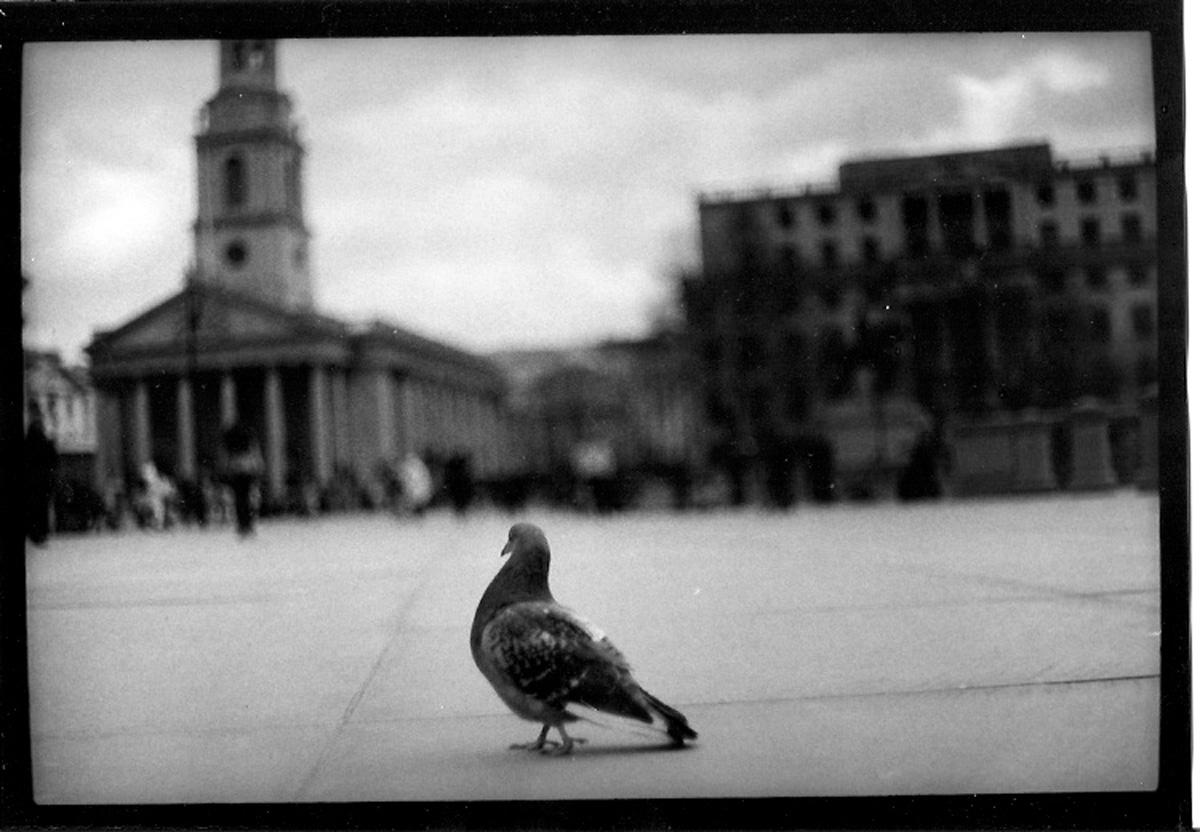 pigeons trafalgar square
