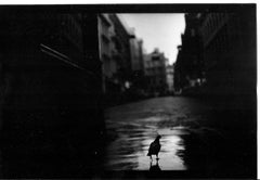 Ohne Titel #18 (Pigeon Covent Garden) von Eternal London - Giacomo Brunelli