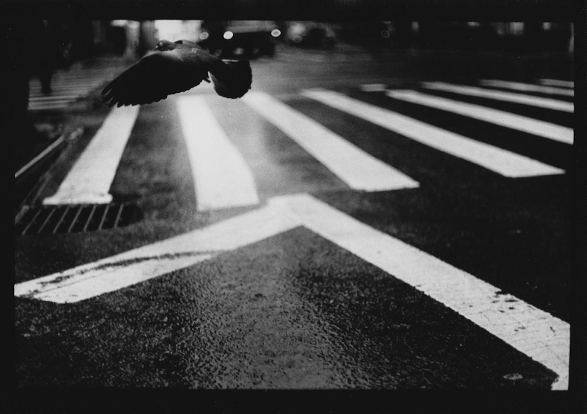 Giacomo Brunelli Black and White Photograph - Untitled #19 (Pigeon Wall St) from New York - Black and White, Animals, Streets