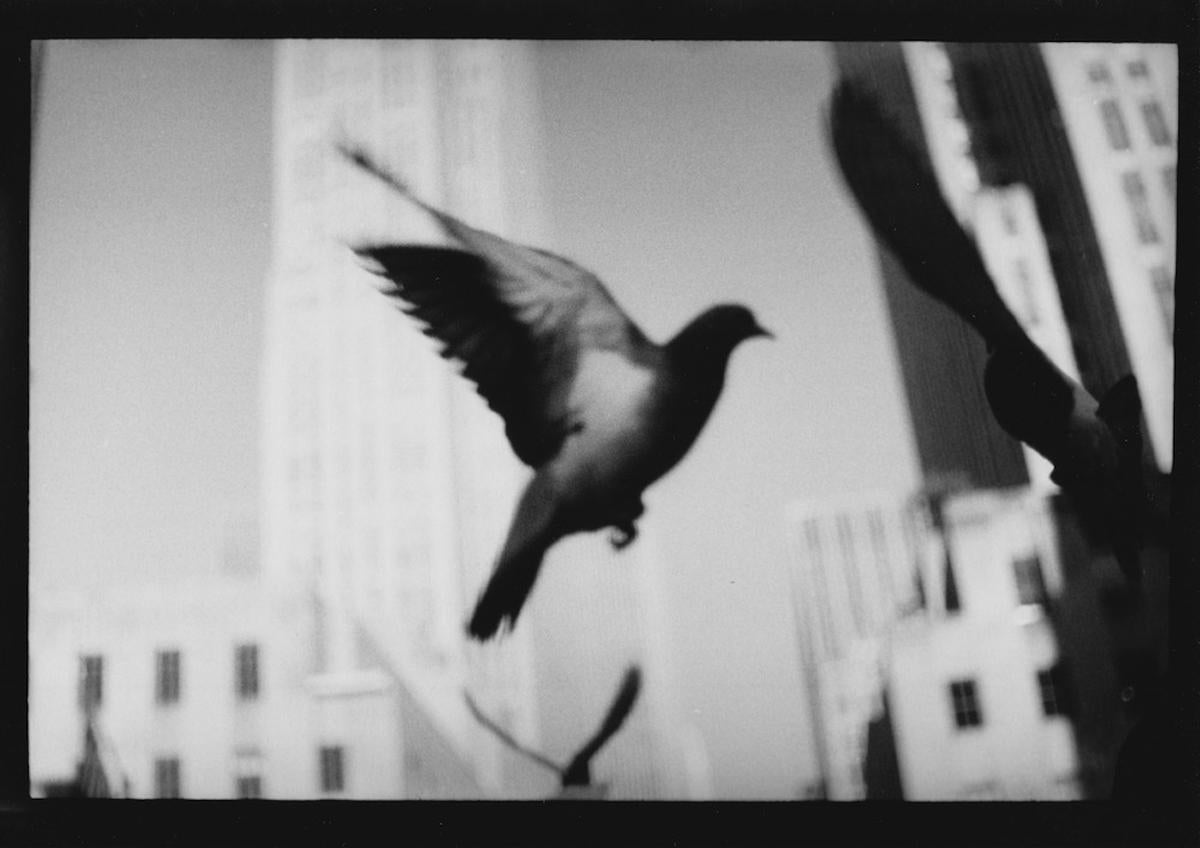 Giacomo Brunelli Black and White Photograph – Ohne Titel #23 (Pigeon NY Landschaft) aus New York - Schwarz-Weiß-Fotografie