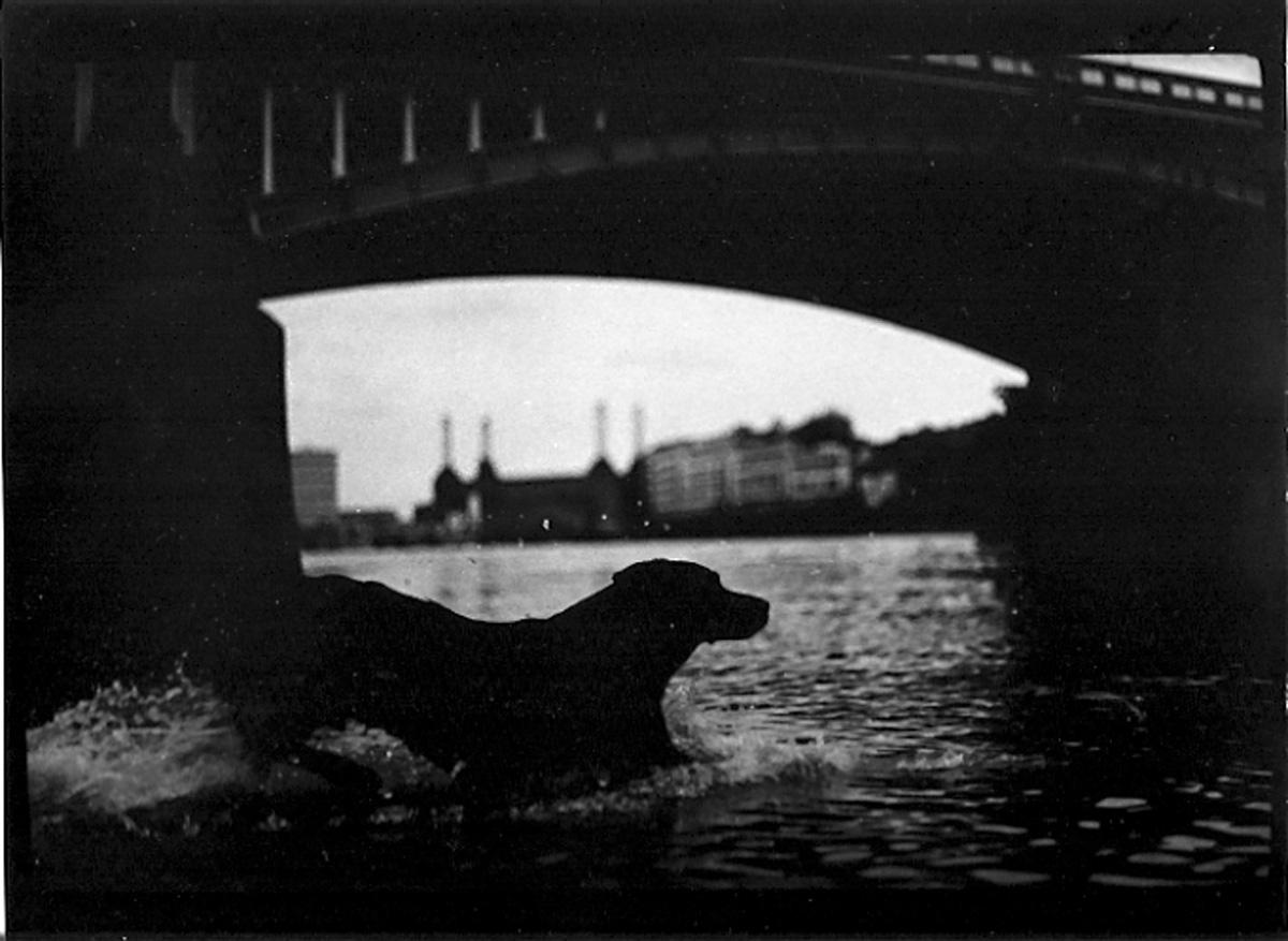 Untitled #25 (Dog Battersea Bridge), 2012 - Limited Edition Silver Gelatin print