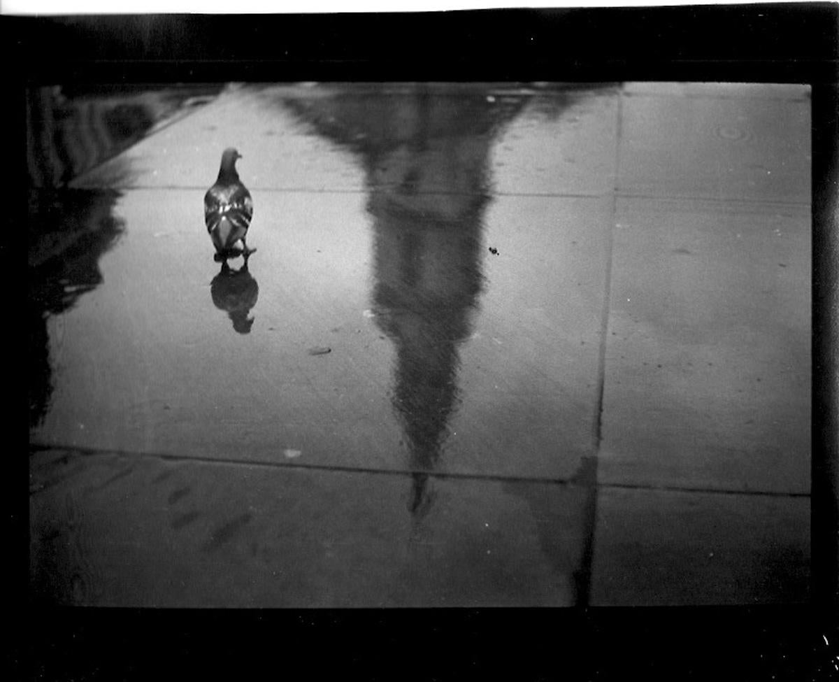 Giacomo Brunelli Black and White Photograph - Untitled #29 (Pigeon reflection Trafalgar Sq.) from Eternal London - Brunelli