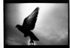 Untitled #3 (Pigeon Big Ben) from Eternal London - Giacomo Brunelli