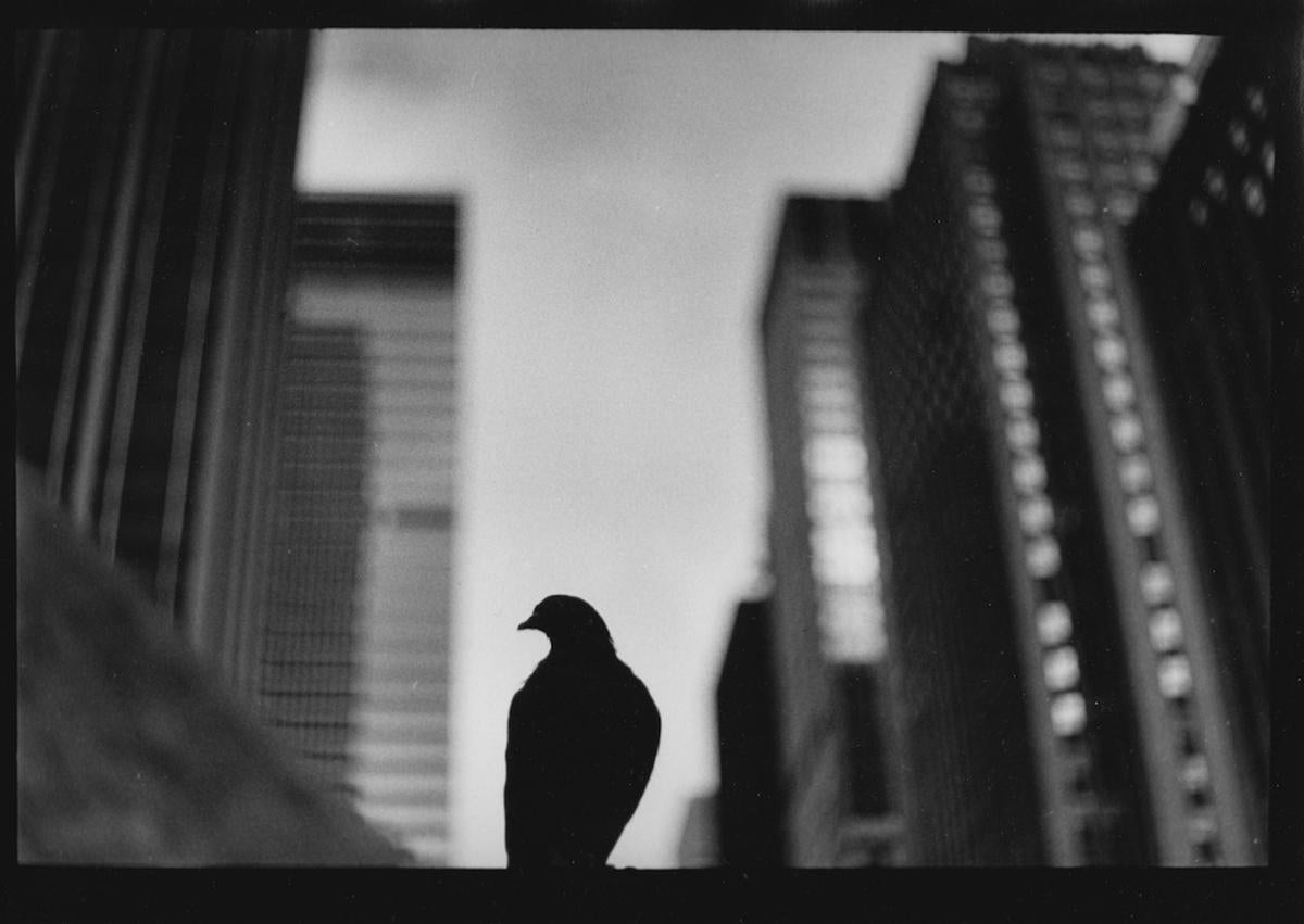 Black and White Photograph Giacomo Brunelli - Photo sans titre n° 30 (Pigeon 5th Avenue) de New York - Noir et blanc, rue