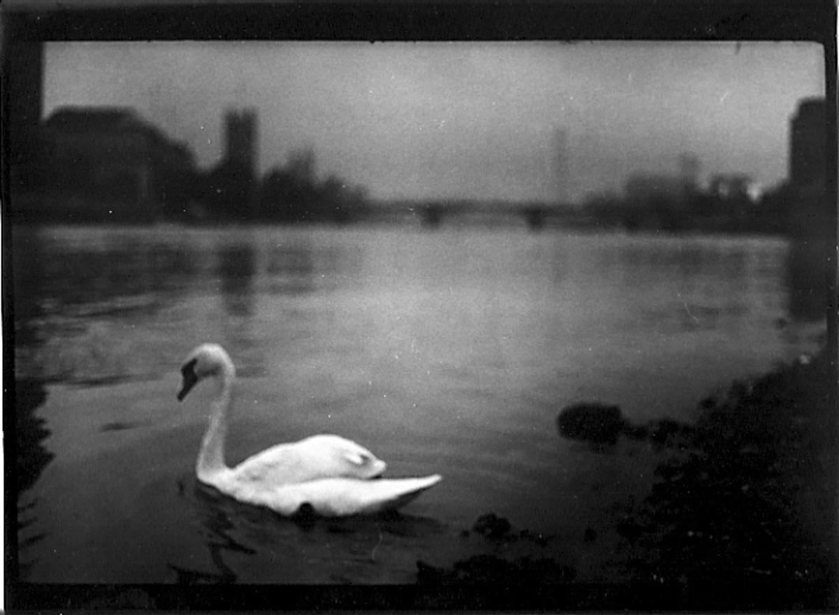 Black and White Photograph di Giacomo Brunelli - Senza titolo #9 (Swan Thames), 2013 - Stampa alla gelatina d'argento in edizione limitata