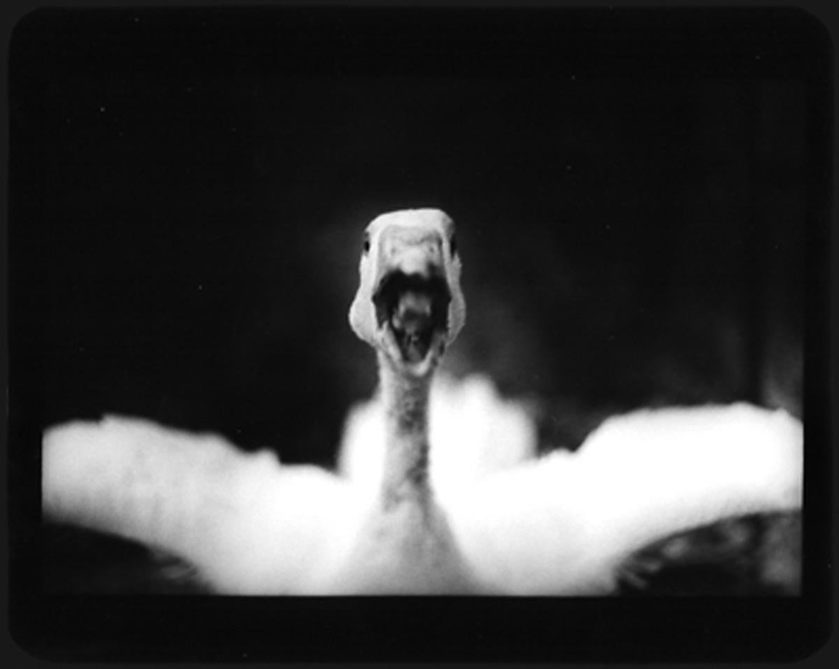 Giacomo Brunelli Black and White Photograph - Untitled (Angry Duck) - Ducks, Animals, Water, Nature, Close Ups, Photography