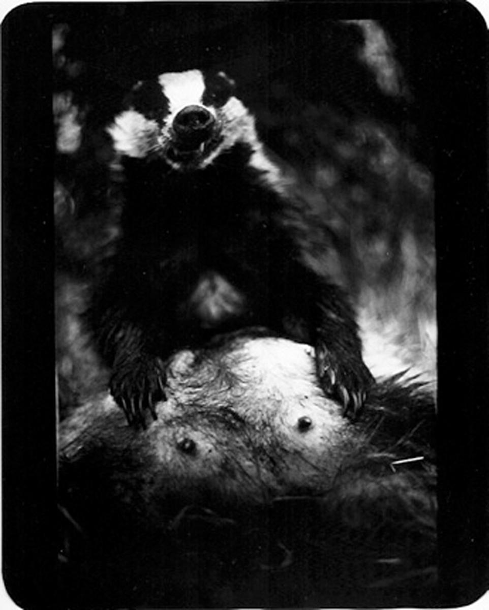 Giacomo Brunelli Black and White Photograph - Untitled (Badger) - Film Noir, Mystery, Black, White, Nature, Badgers