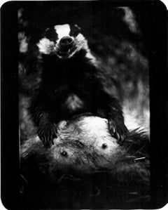 Untitled (Badger) - Film Noir, Mystery, Black, White, Nature, Badgers