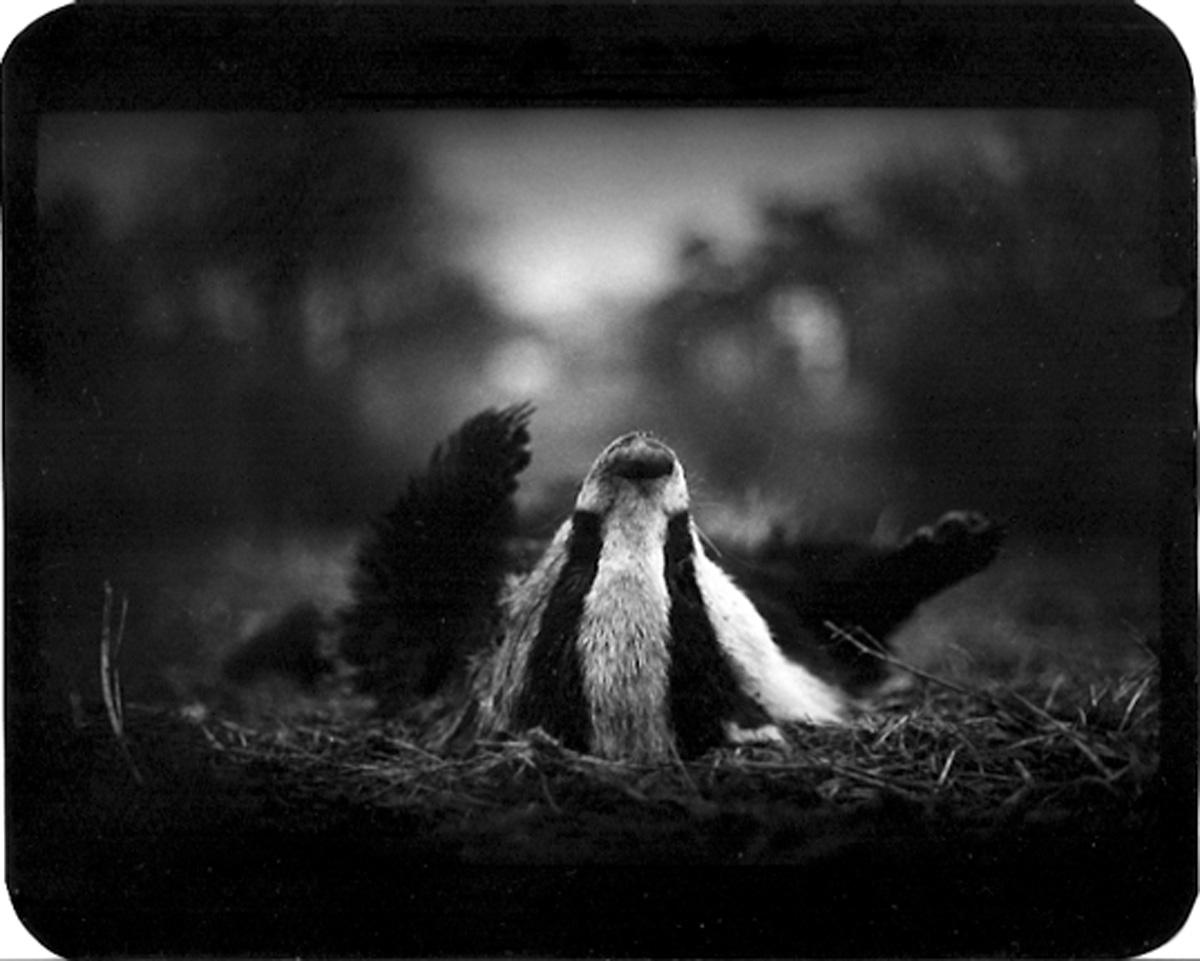 Giacomo Brunelli Black and White Photograph - Untitled (Badger on its Back) - Wildlife, Animals Sleeping, Black and White