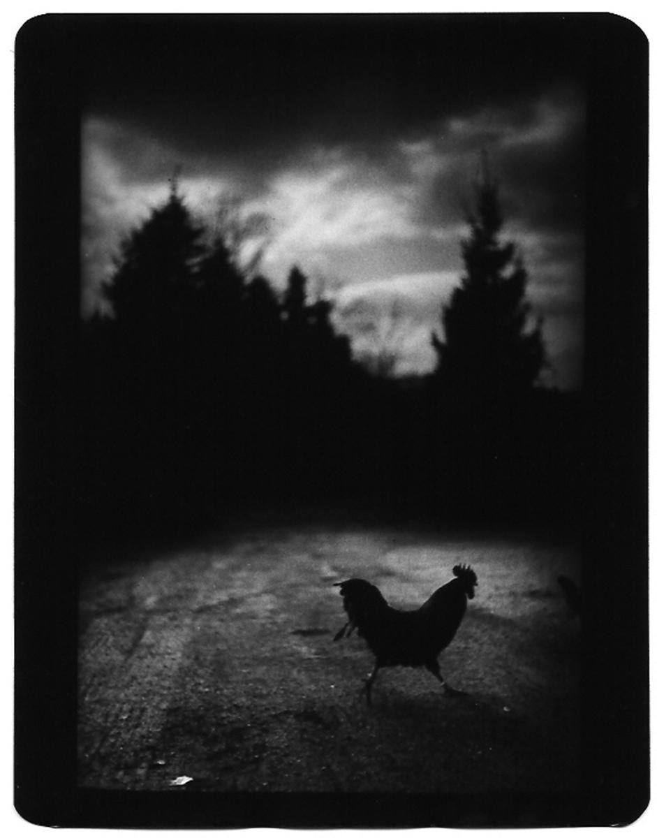 Giacomo Brunelli Black and White Photograph - Untitled (Black Cockerel) - Nature, Birds, Photo, Contemporary art, Italy