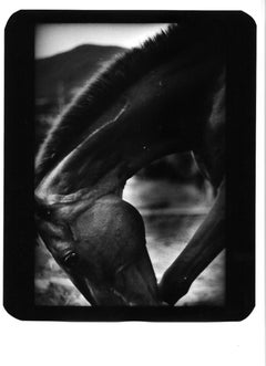 Untitled (Brown Horse) - Horses, B&W, Nature, Photo, Italy, Travel, Documentary