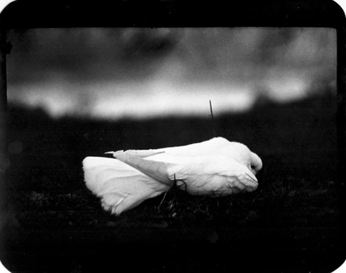 Giacomo Brunelli Black and White Photograph - Untitled (Dove) - Peace, Birds, B&W, Nature, Landscapes, Italy, Travel photo