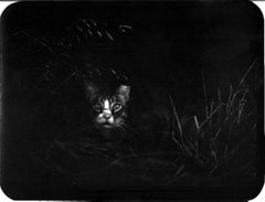 Ohne Titel (Katze im Büschenschliff) - Giacomo Brunelli, Natur, Foto, Katzen, Tiere