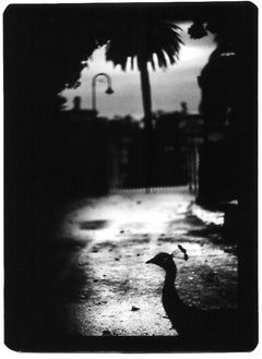 Untitled (Peacock Rome) - B&W, Italy, Floral, Flowers, Nature, Landscape, Birds