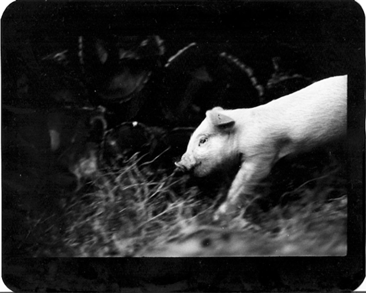 Giacomo Brunelli Black and White Photograph – Untitled (Pig) Animals, 2008 – Silber-Gelatinedruck in limitierter Auflage