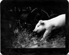 Untitled (Pig) - Animals, Piglet, Black and White, Farmland, Photography