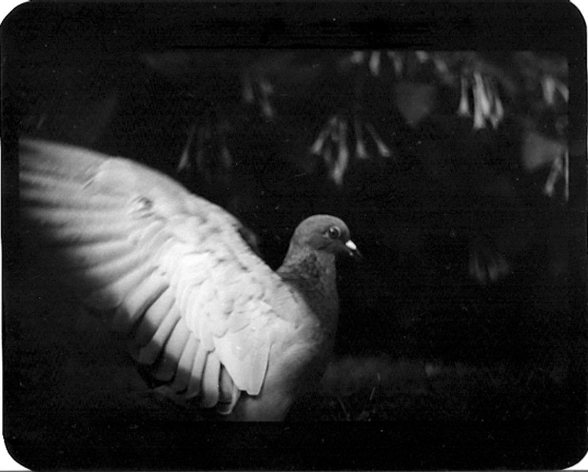 Untitled (Pigeon II) - Black and White, Animal Photography, Contemporary