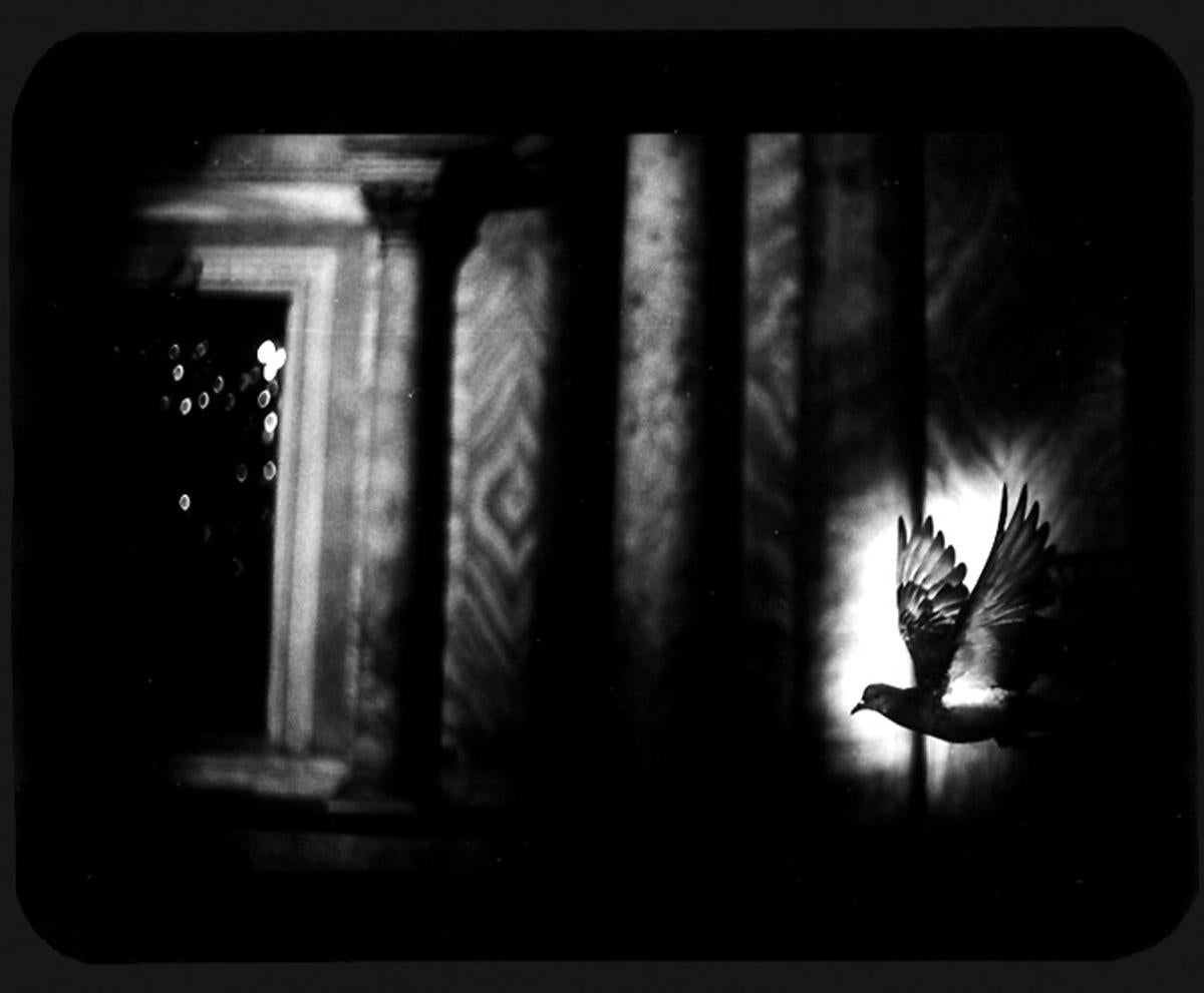 Black and White Photograph Giacomo Brunelli - Sans titre (Pigeon Venice) Animals, 2007 - Tirage gélatino-argentique en édition limitée