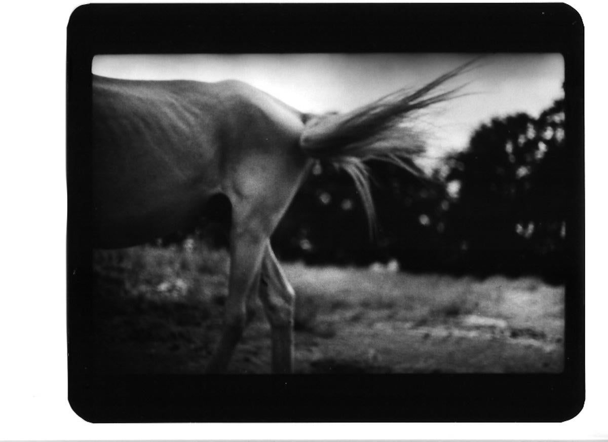 Giacomo Brunelli Black and White Photograph – Ohne Titel (Schwarzes Pferd) - Schwarz-Weiß, Pferde, Natur, Fotos, B&W, Italien
