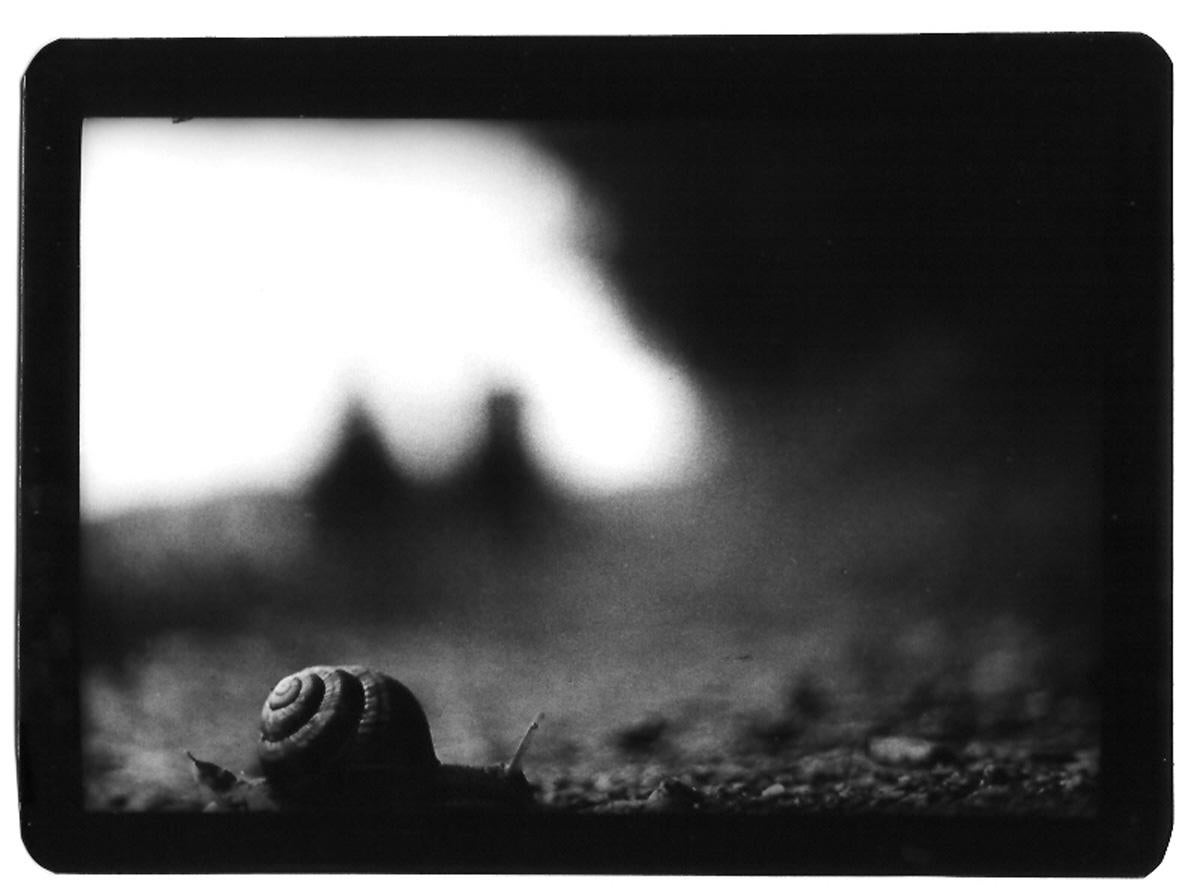 Black and White Photograph Giacomo Brunelli - Sans titre (Snail) - Noir et blanc, Animaux, Photo, Film Noir, Nature, Jardins